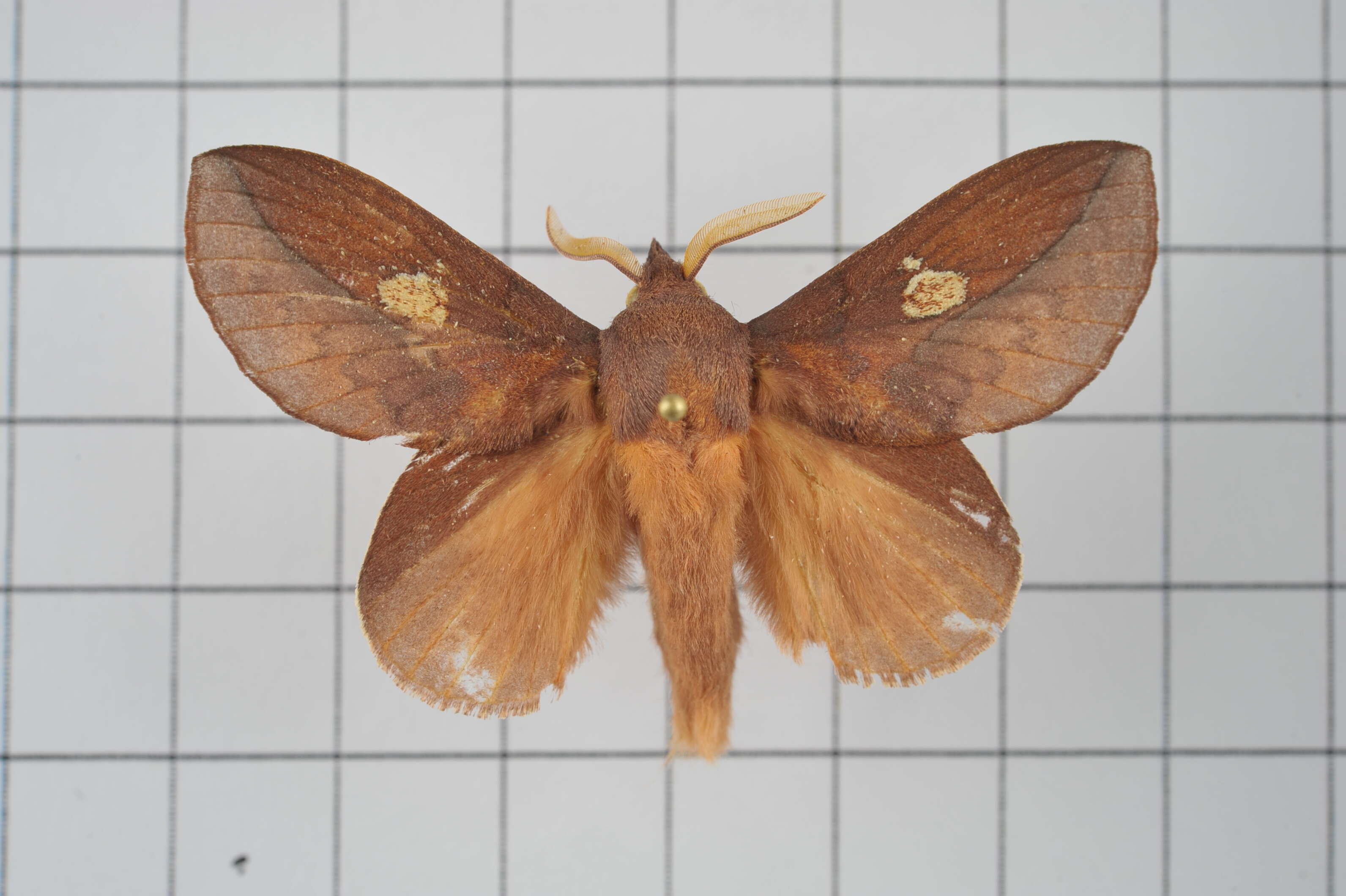 Image of Euthrix laeta Walker 1855