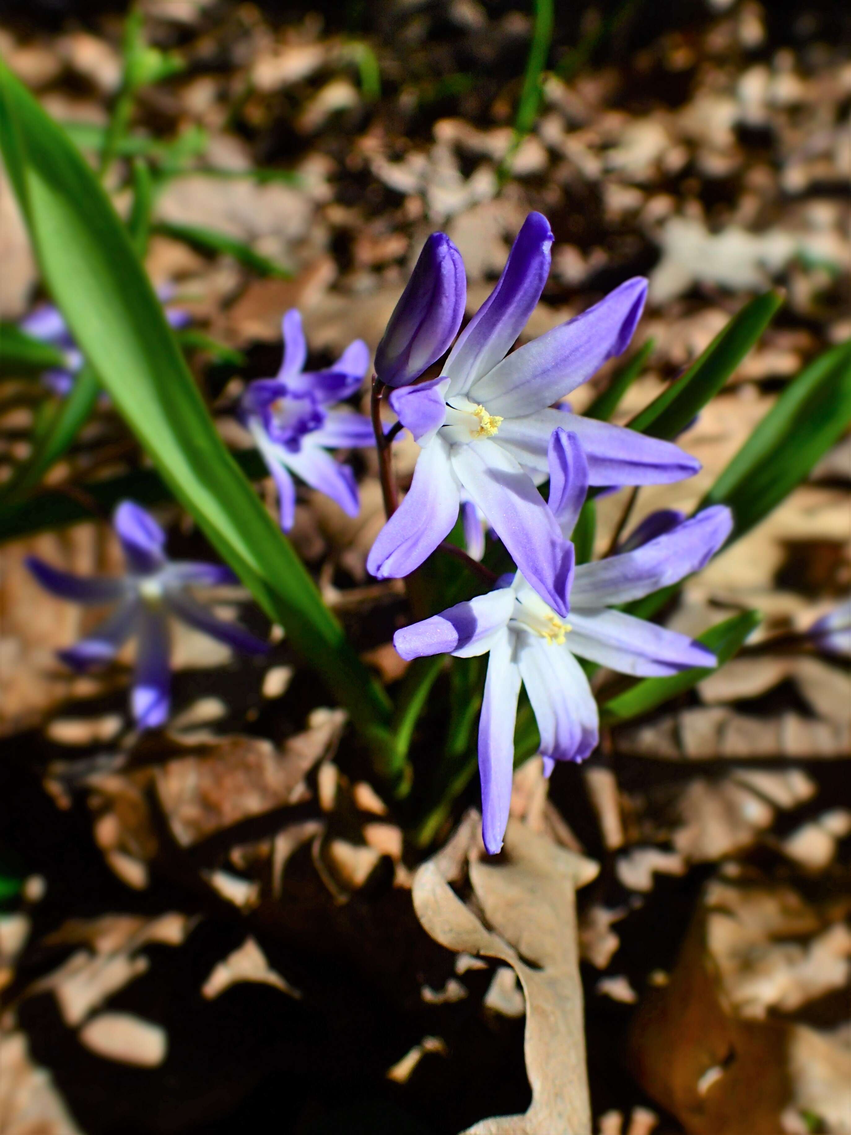 Image de Scilla luciliae (Boiss.) Speta