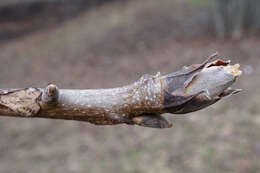 Image of shellbark hickory