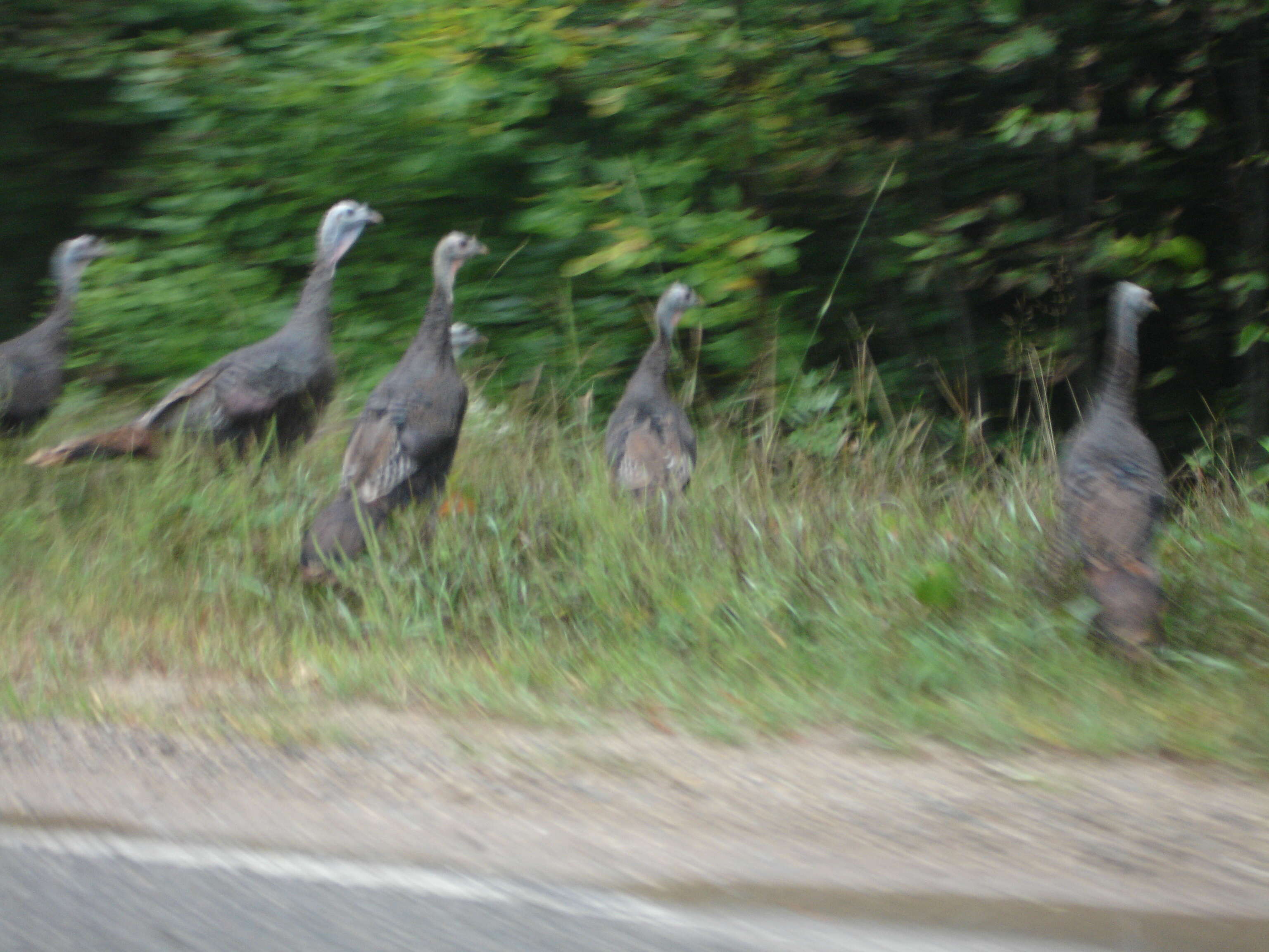 Imagem de Meleagris gallopavo Linnaeus 1758