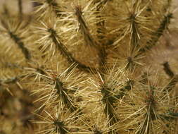 Imagem de Cylindropuntia ramosissima (Engelm.) F. M. Knuth