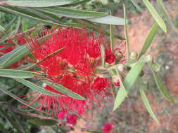 صورة Callistemon citrinus (Curtis) Skeels