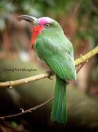 Image of Red-bearded Bee-eater