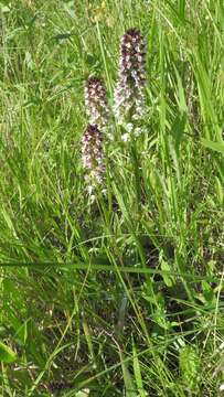 Image of Burnt orchid