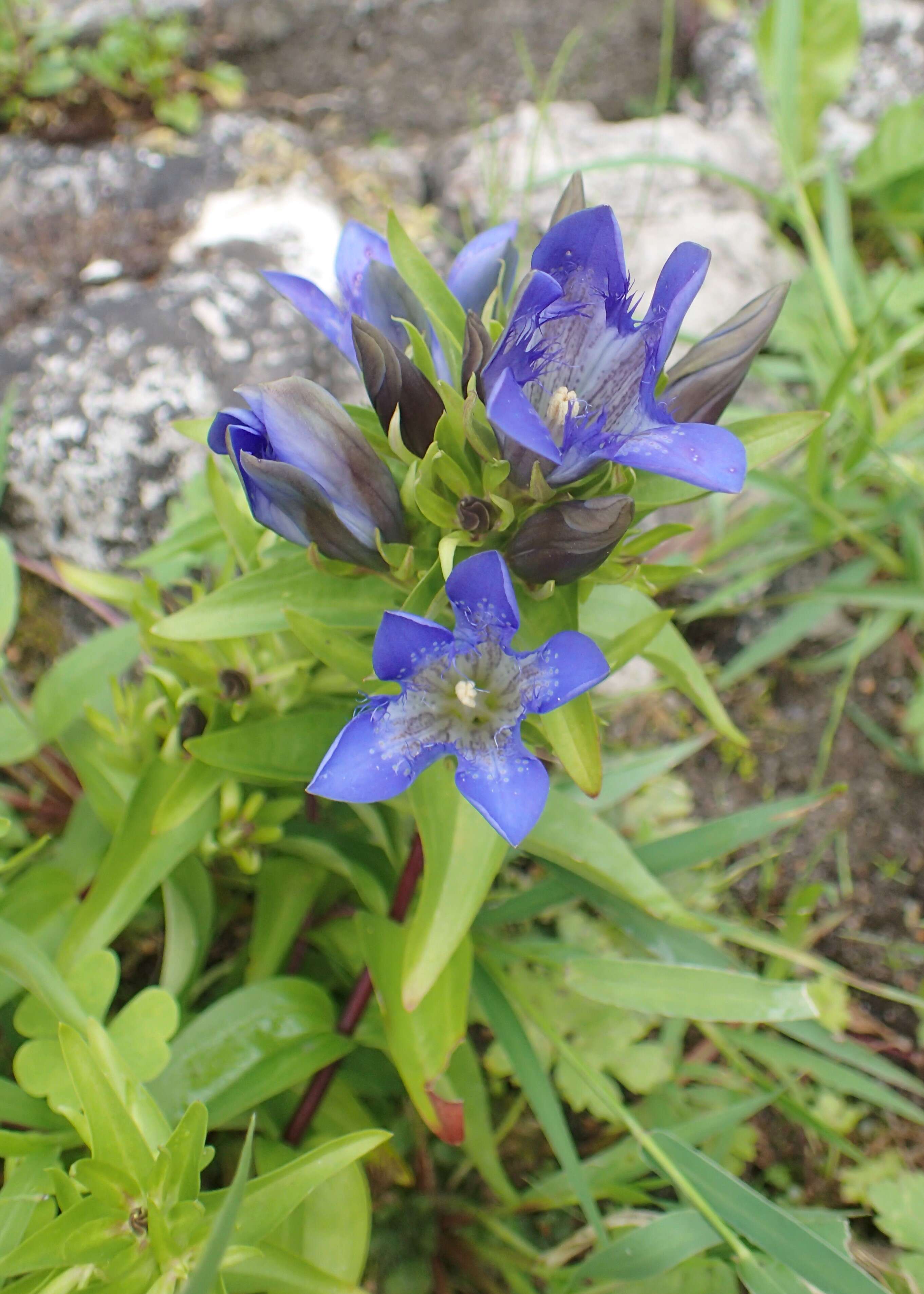 Image of crested gentian