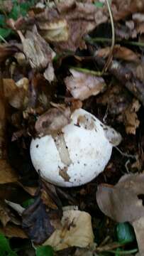 Image of Stinkhorn