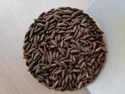 Image of rice