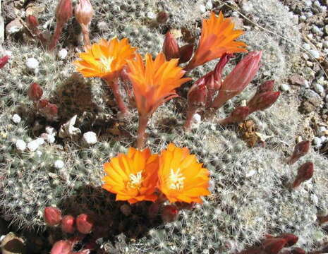 Imagem de Rebutia pulvinosa F. Ritter & Buining