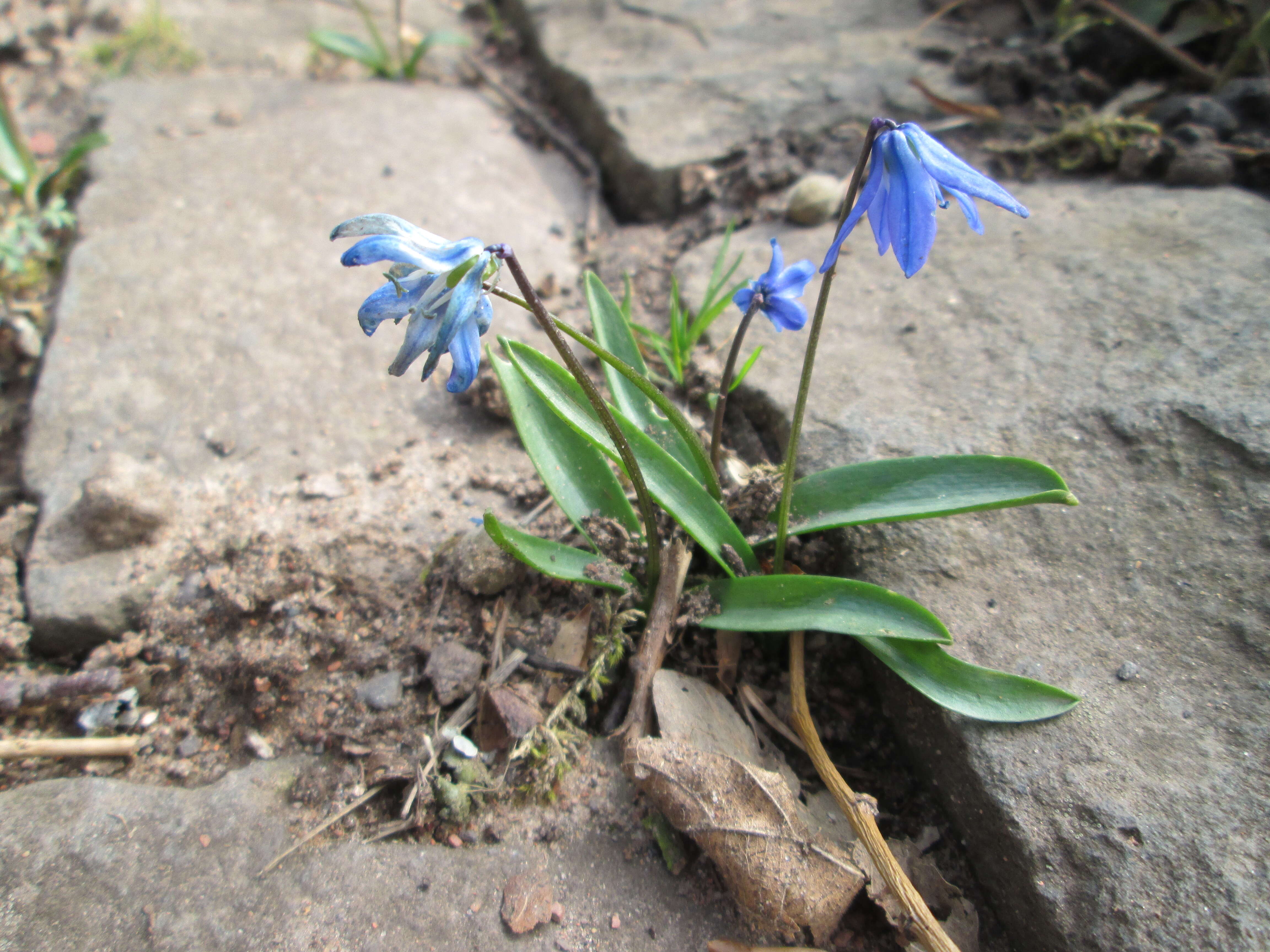 Image of Siberian squill