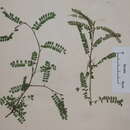 Image of Sophora fulvida