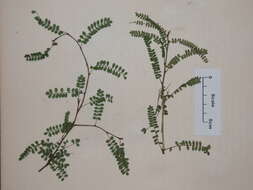 Image of Sophora fulvida