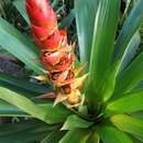 Image of Mezobromelia