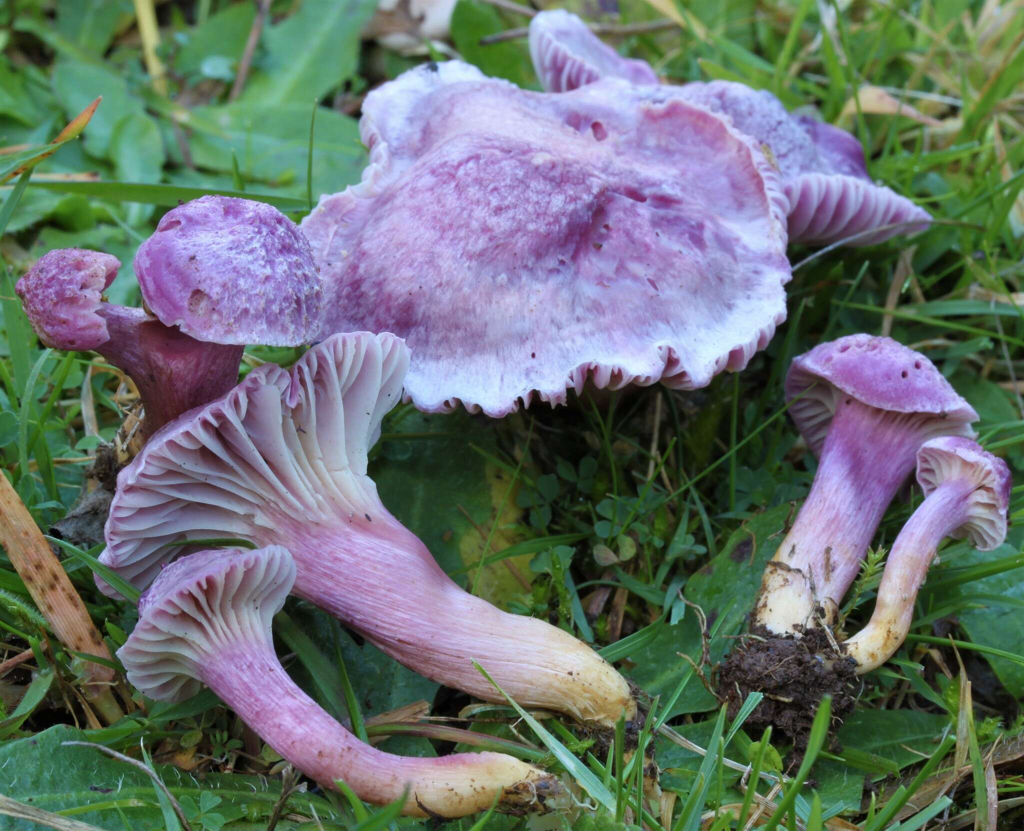 Image of Cantharellus lilacinus Cleland & Cheel 1919