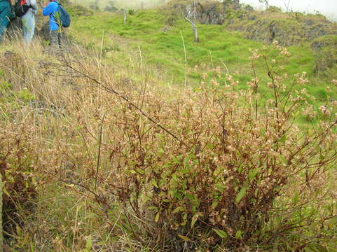 Image of spreading snakeroot