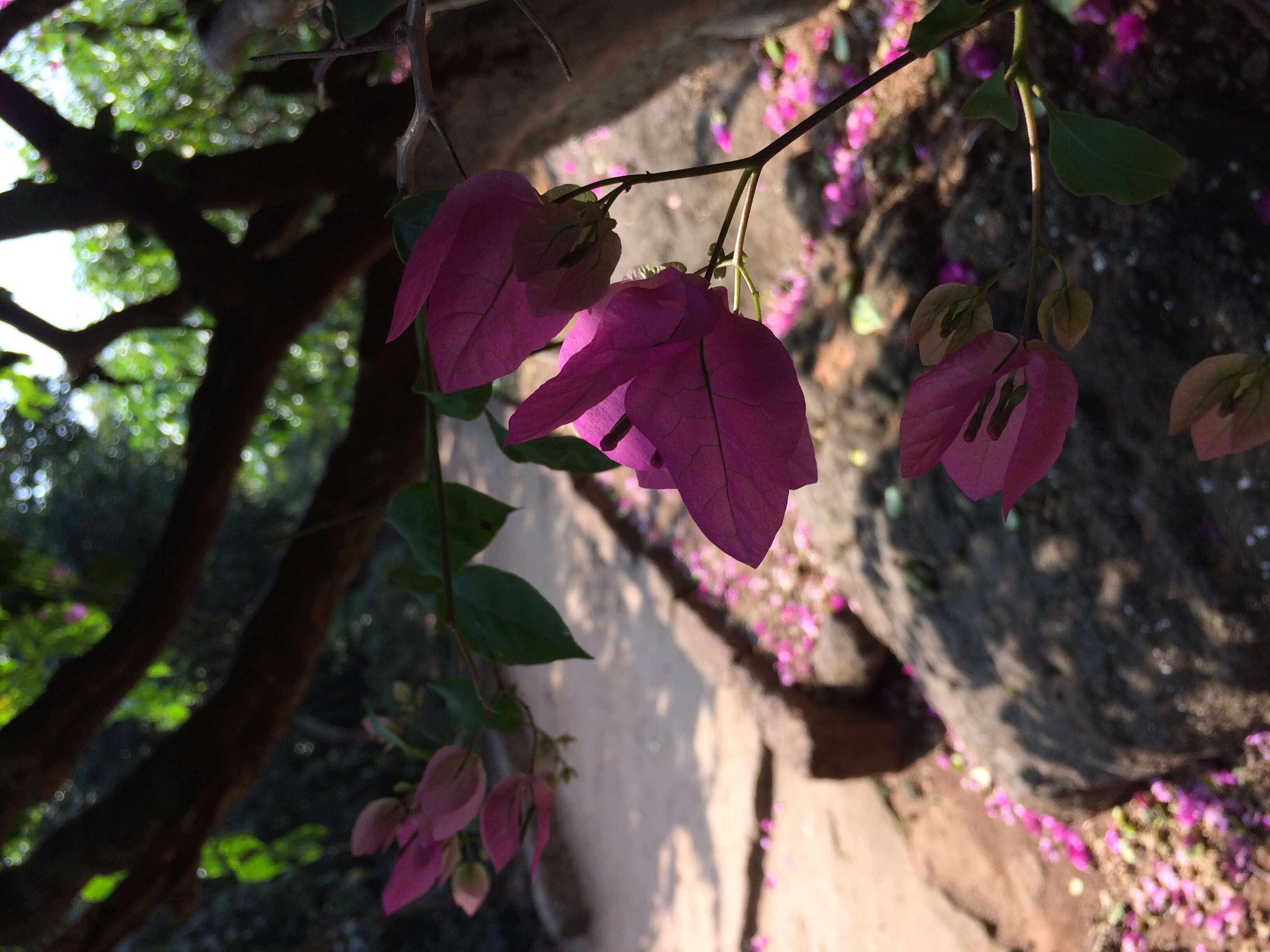 Слика од Bougainvillea