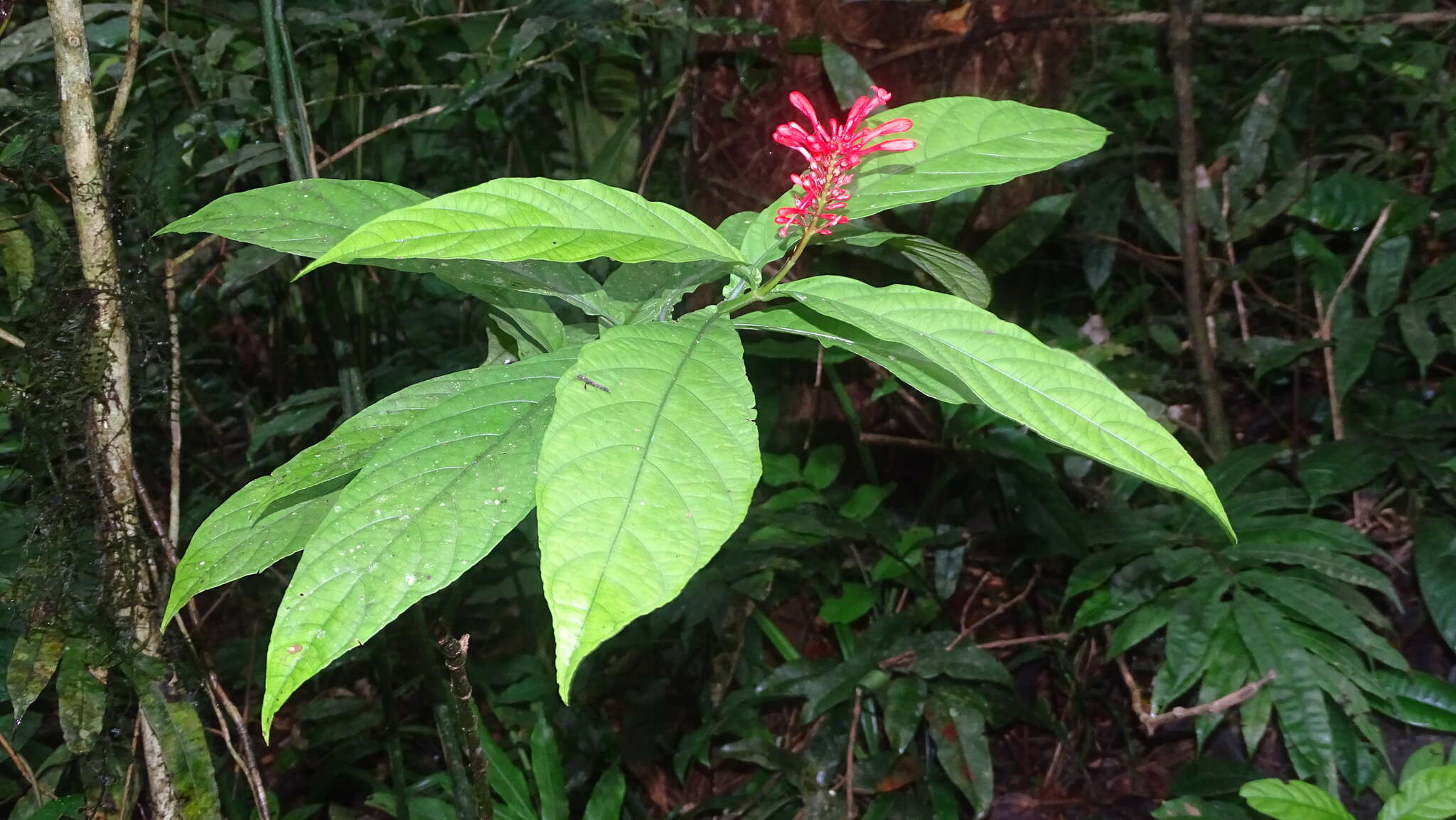 Image of Cardinal's guard flower