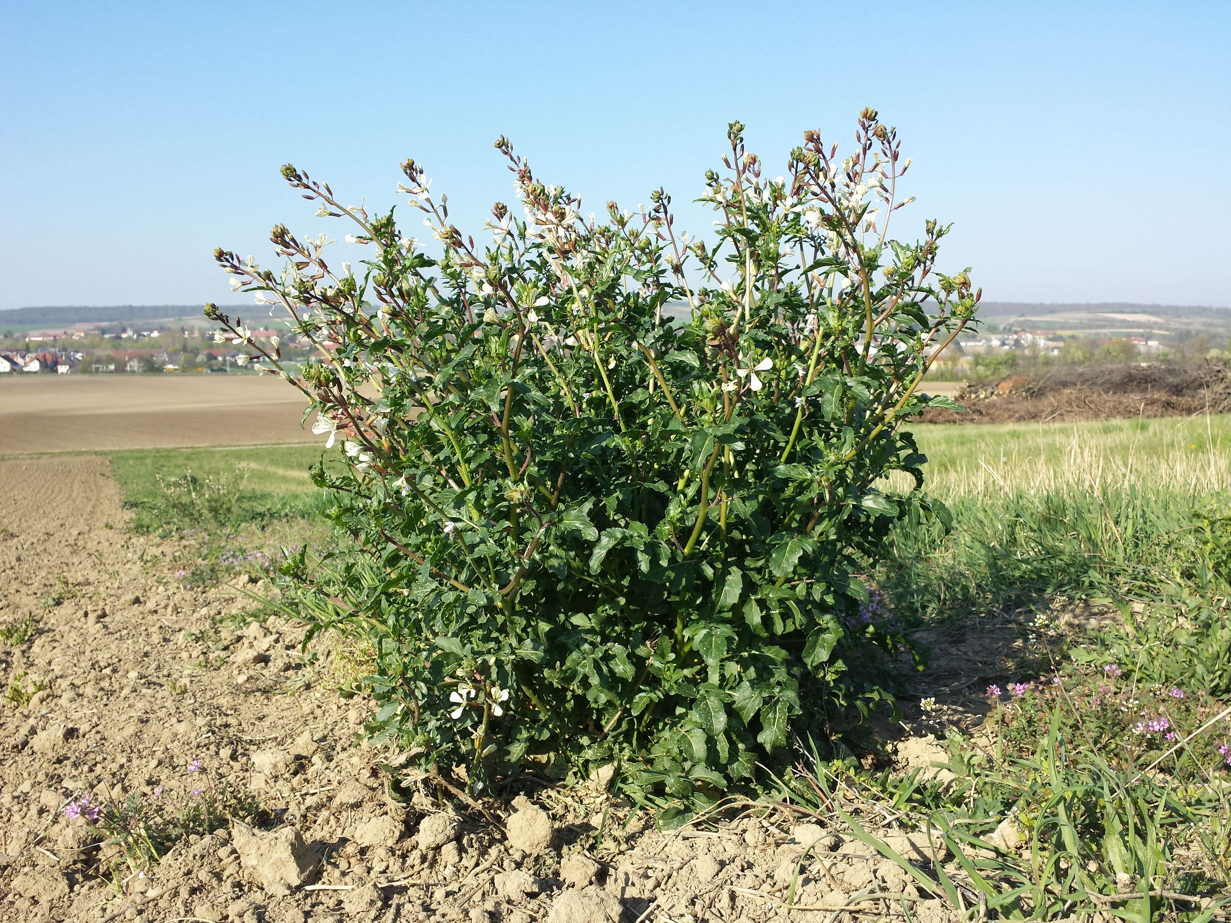 Plancia ëd Eruca vesicaria subsp. sativa (Mill.) Thell.