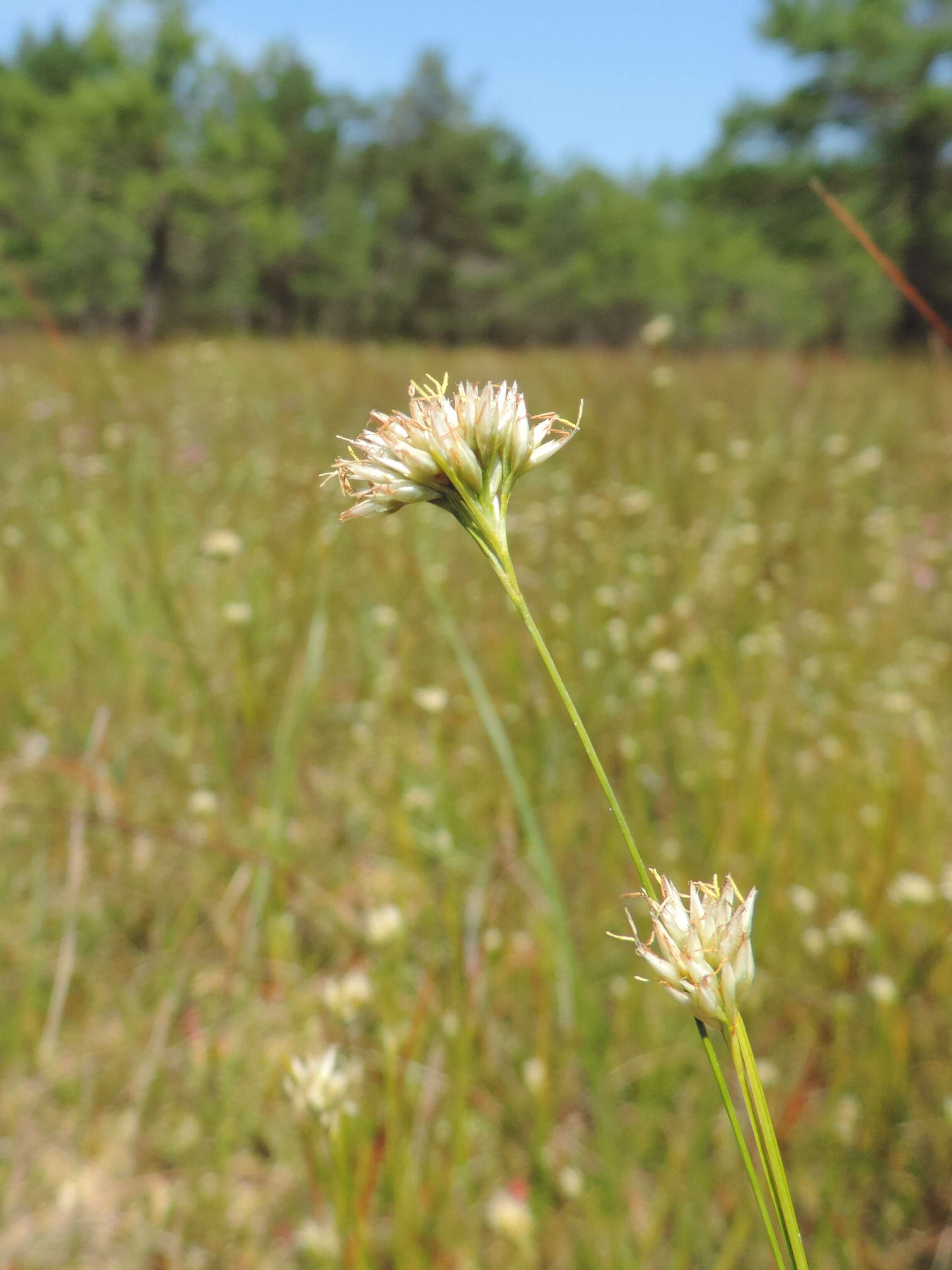 Plancia ëd Rhynchospora alba (L.) Vahl