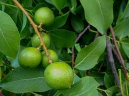 Image of Spanish lime