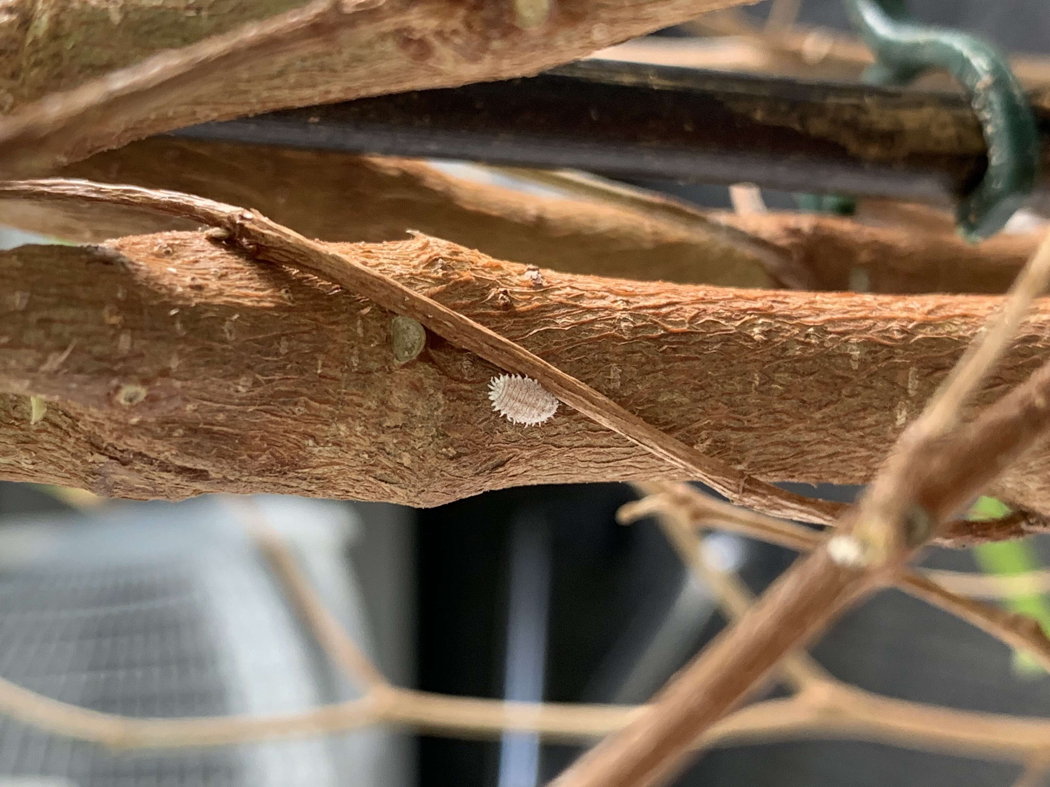 Image of Citrus mealybug