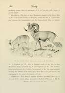 Image of argali, mouflon