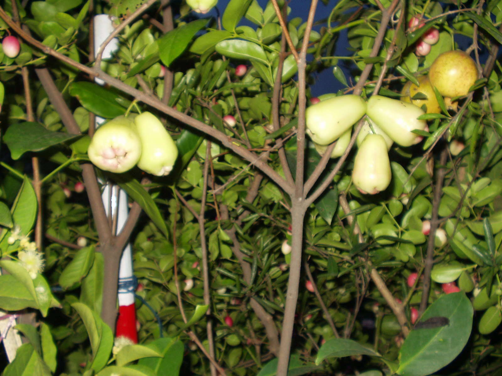 Слика од Syzygium samarangense (Bl.) Merr. & L. M. Perry