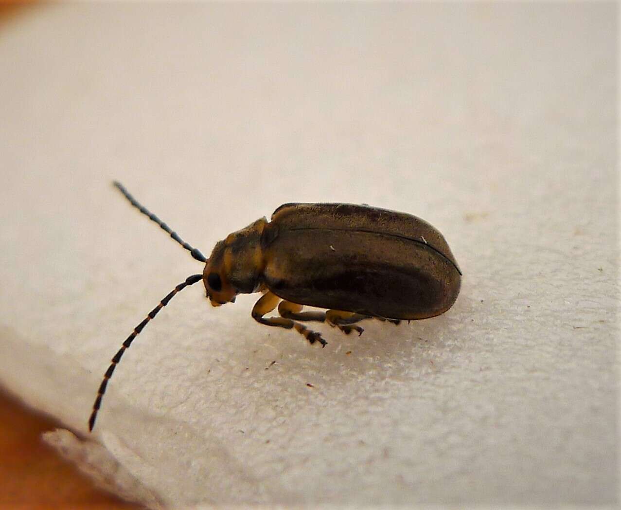 Image of Viburnum leaf beetle