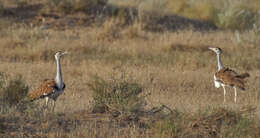 Image of Great Indian Bustard