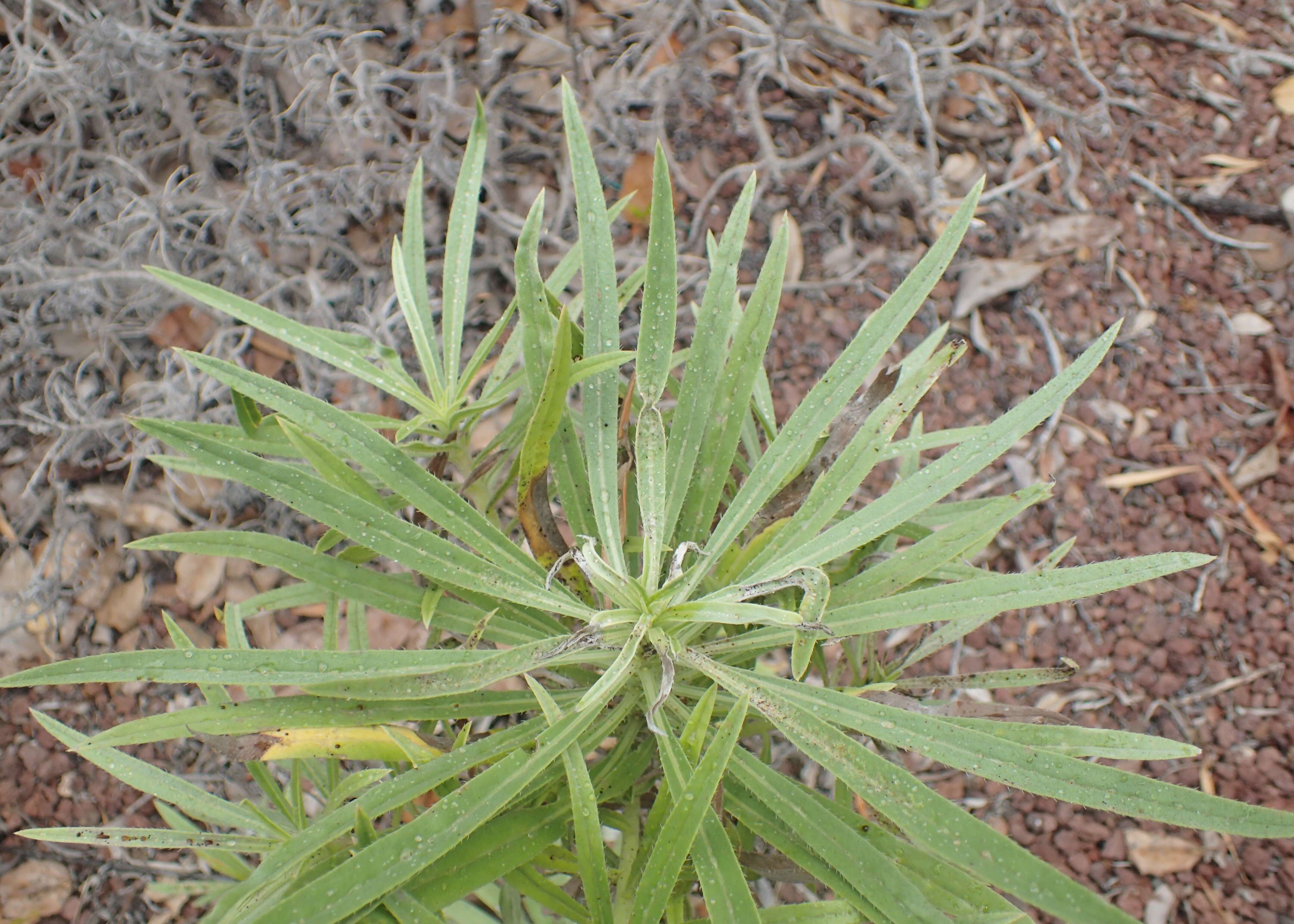 Plancia ëd Echium aculeatum Poir.