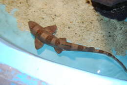 Image of Bluespotted Bamboo Shark