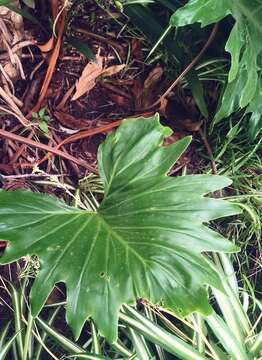 Imagem de Alocasia macrorrhizos (L.) G. Don