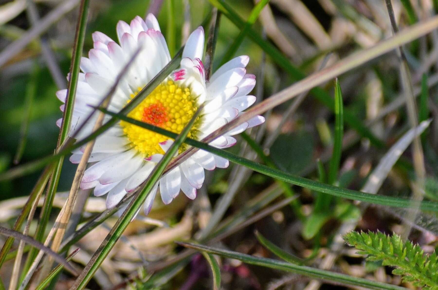 Image of Daisy