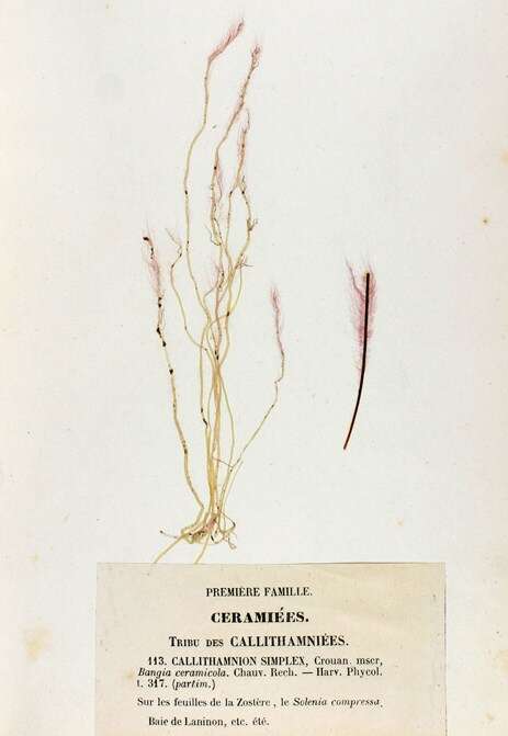 Image of Erythrotrichia Areschoug 1850