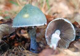 Image of verdigris agaric