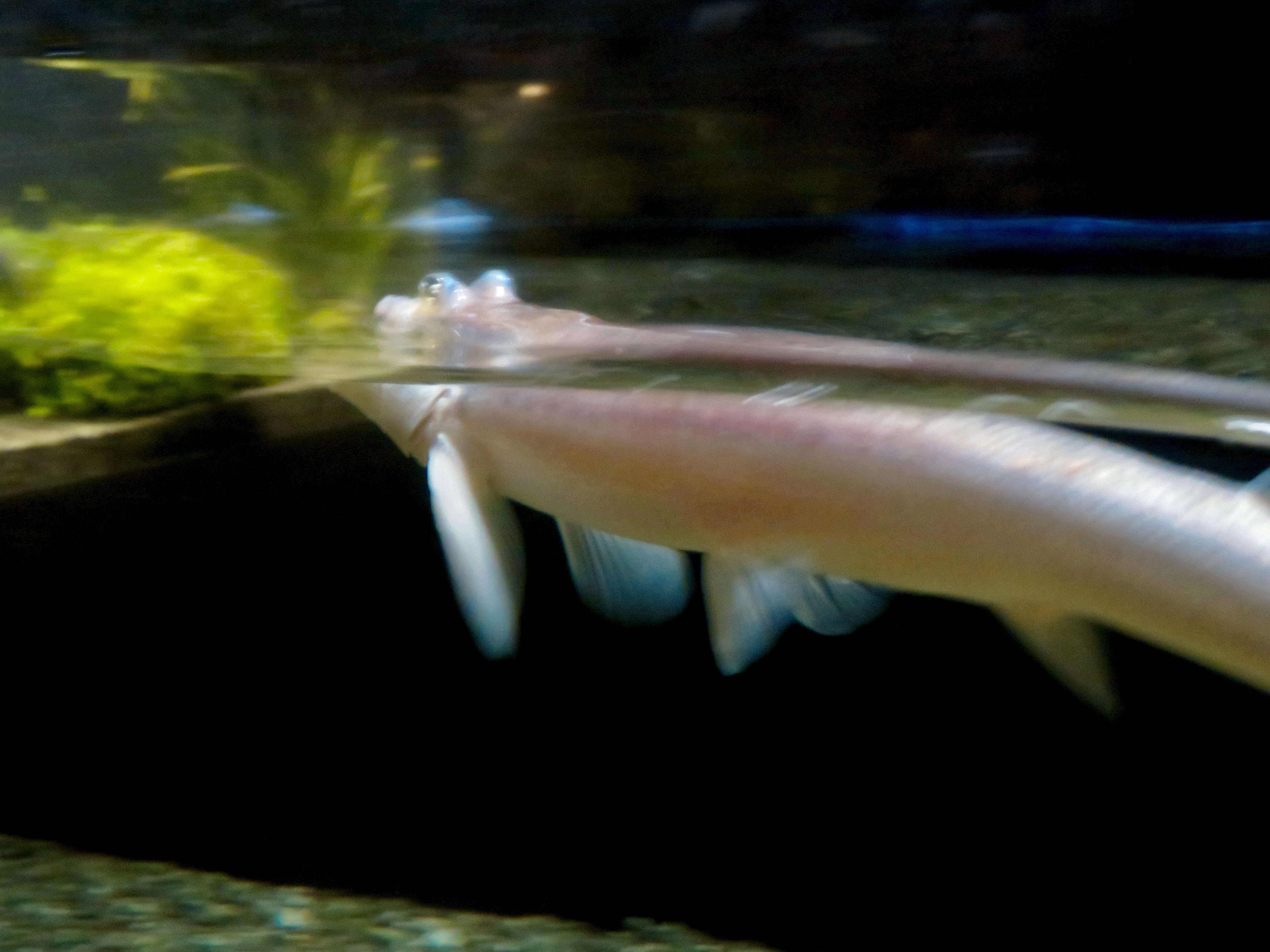 Image of four-eyed fishes