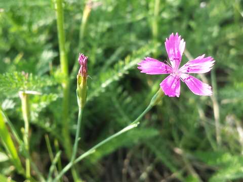 Слика од Dianthus deltoides L.