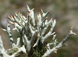 Image of Thorn cladonia