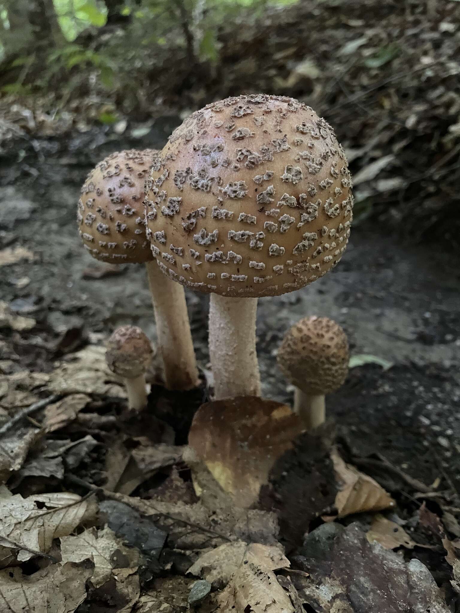 Image of Amanita rubescens Pers. 1797