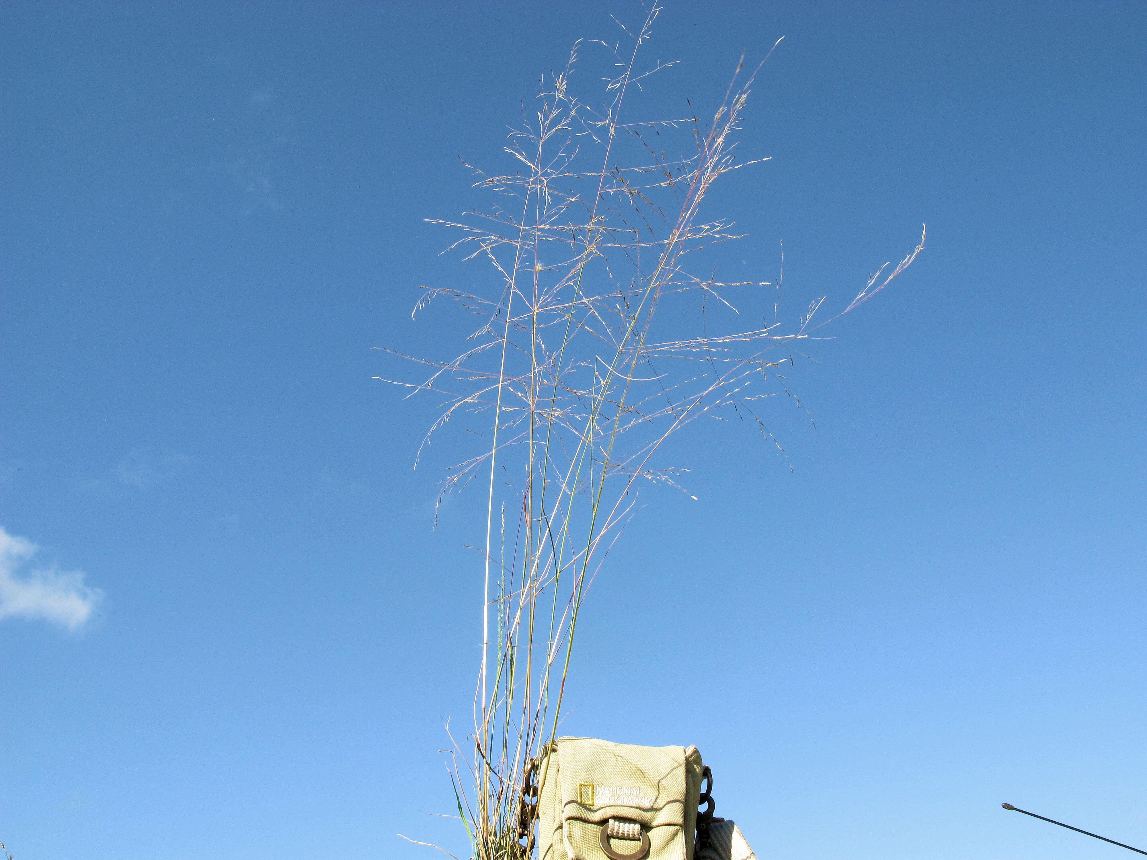 Image of smallflower lovegrass