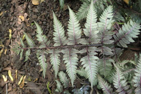 Image of Oriental ladyfern