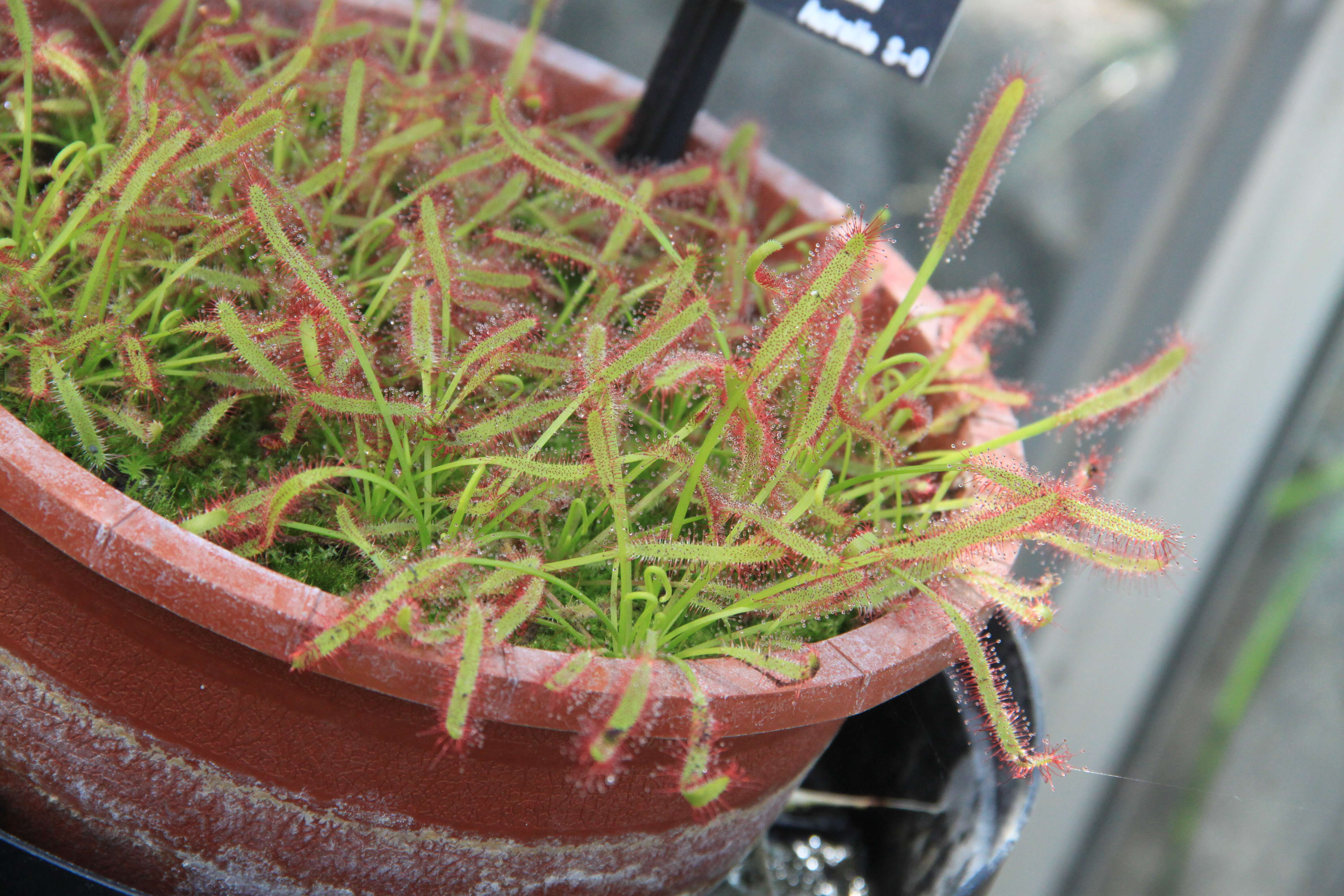 صورة Drosera nitidula subsp. omissa (Diels) N. Marchant & Lowrie