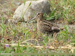 Image of Pin-tailed Snipe