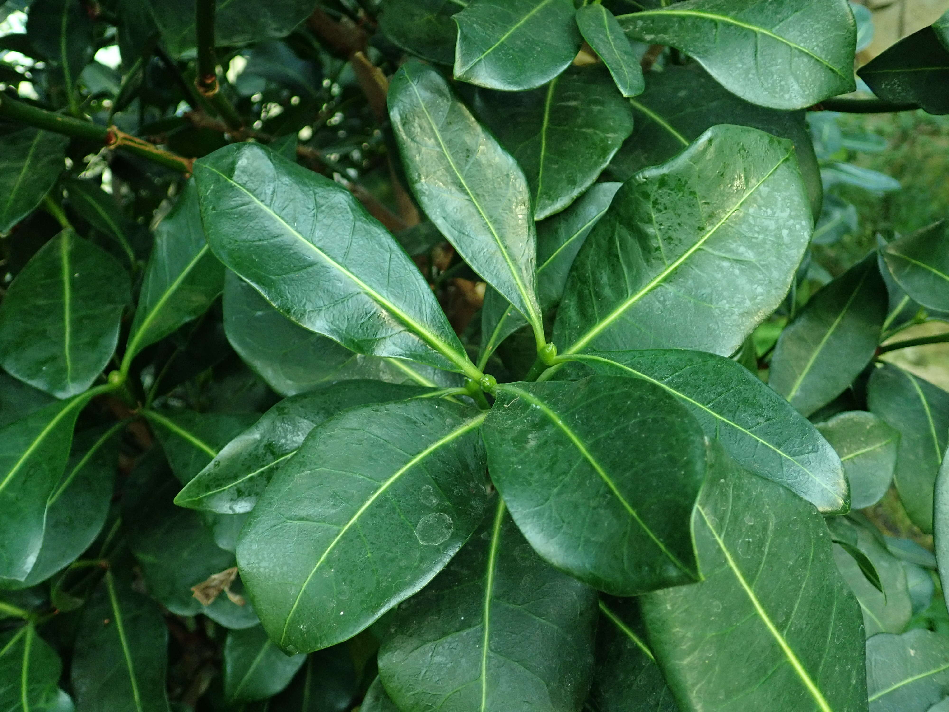 Plancia ëd Psychotria capensis (Eckl.) Vatke