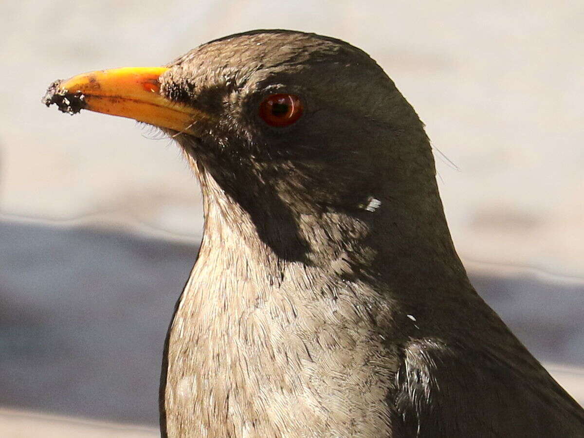 Plancia ëd Turdus chiguanco d'Orbigny & Lafresnaye 1837