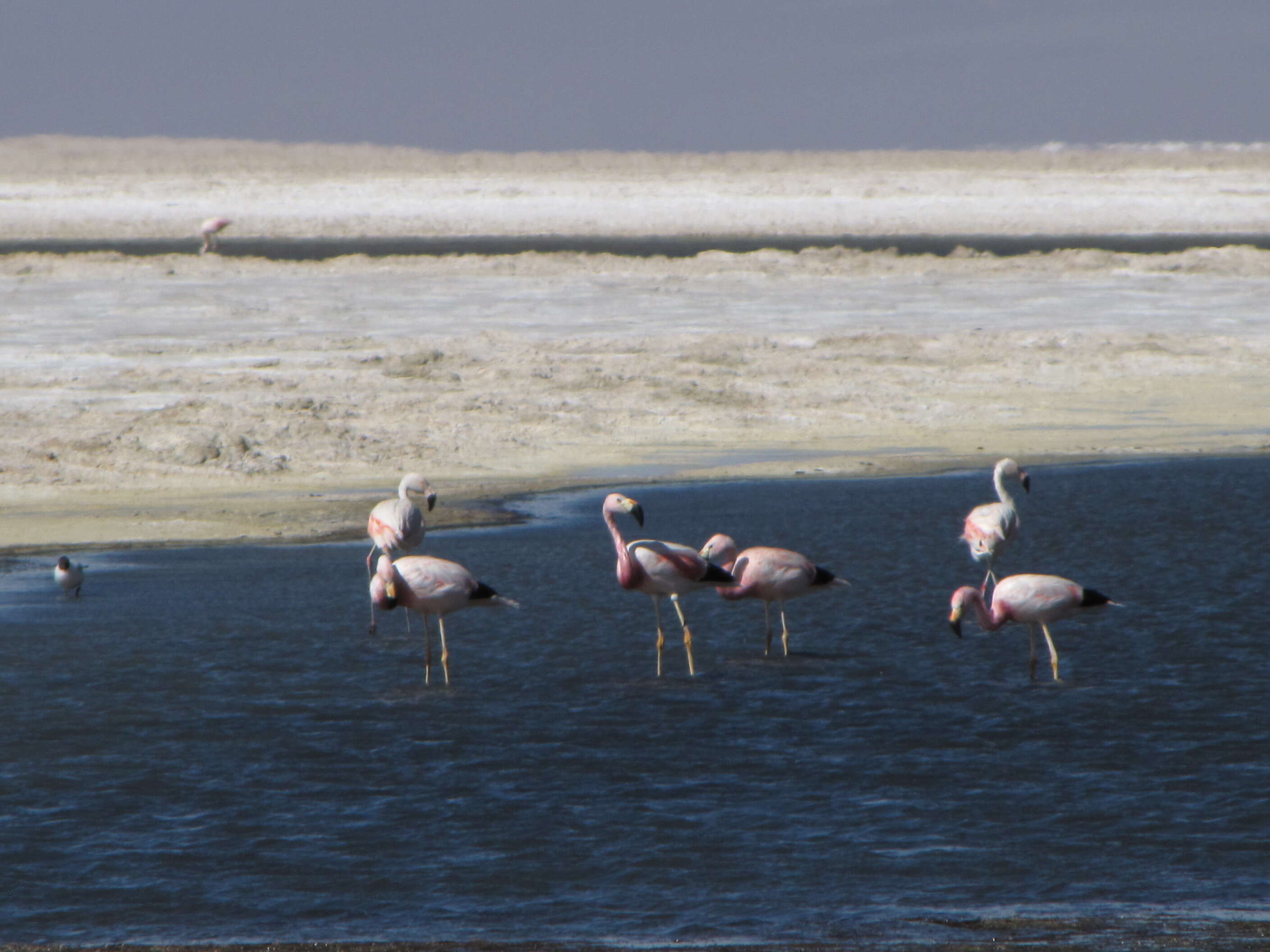 Imagem de Phoenicopterus chilensis Molina 1782