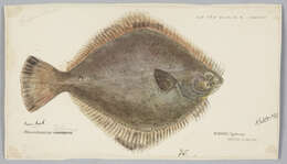 Image of Greenback flounder