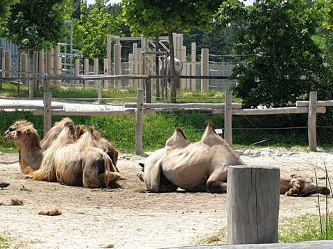 Image of Bactrian camel