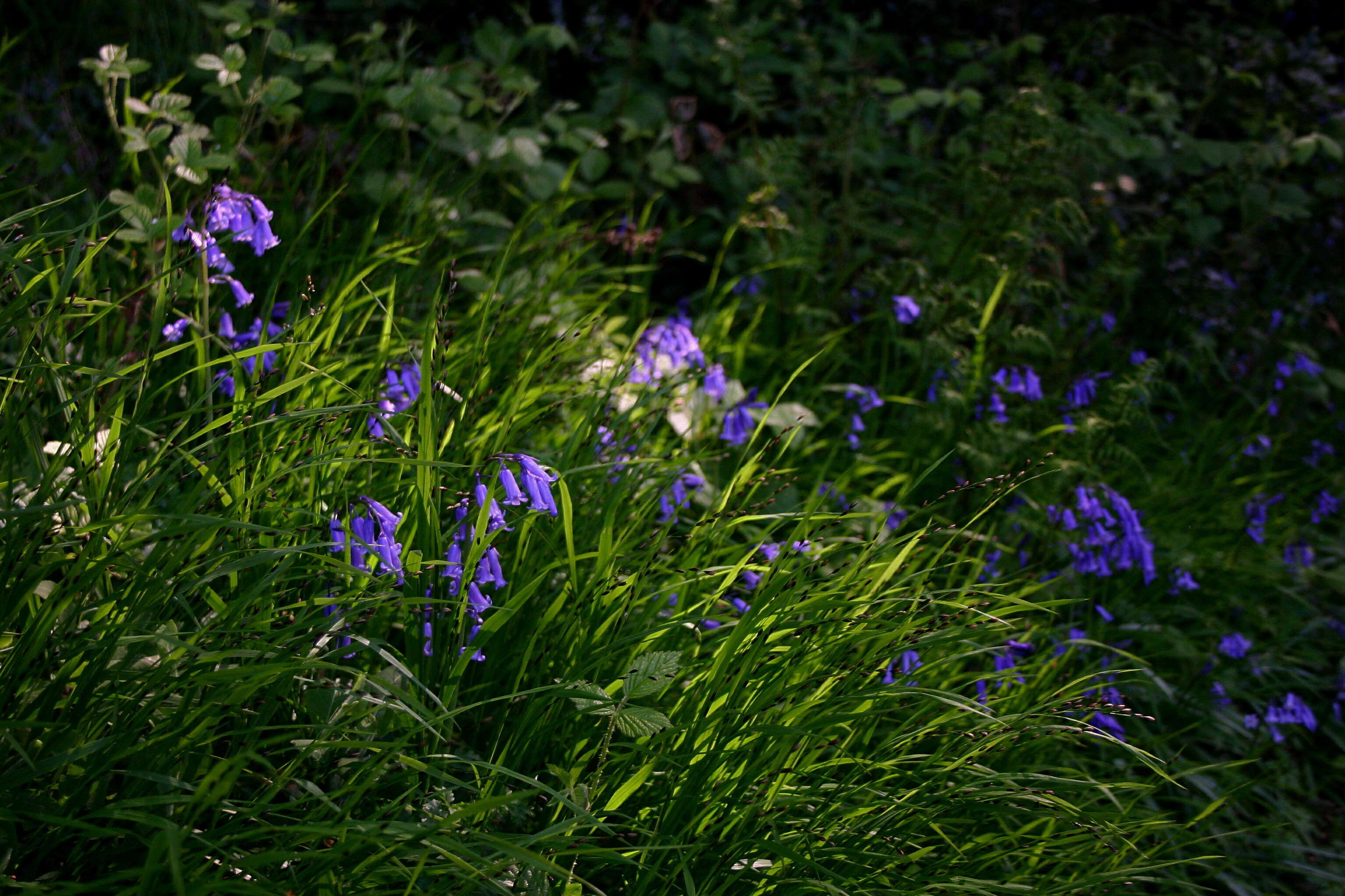 Image of Common Bluebell