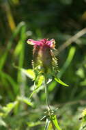 Image of Crested Cow-wheat