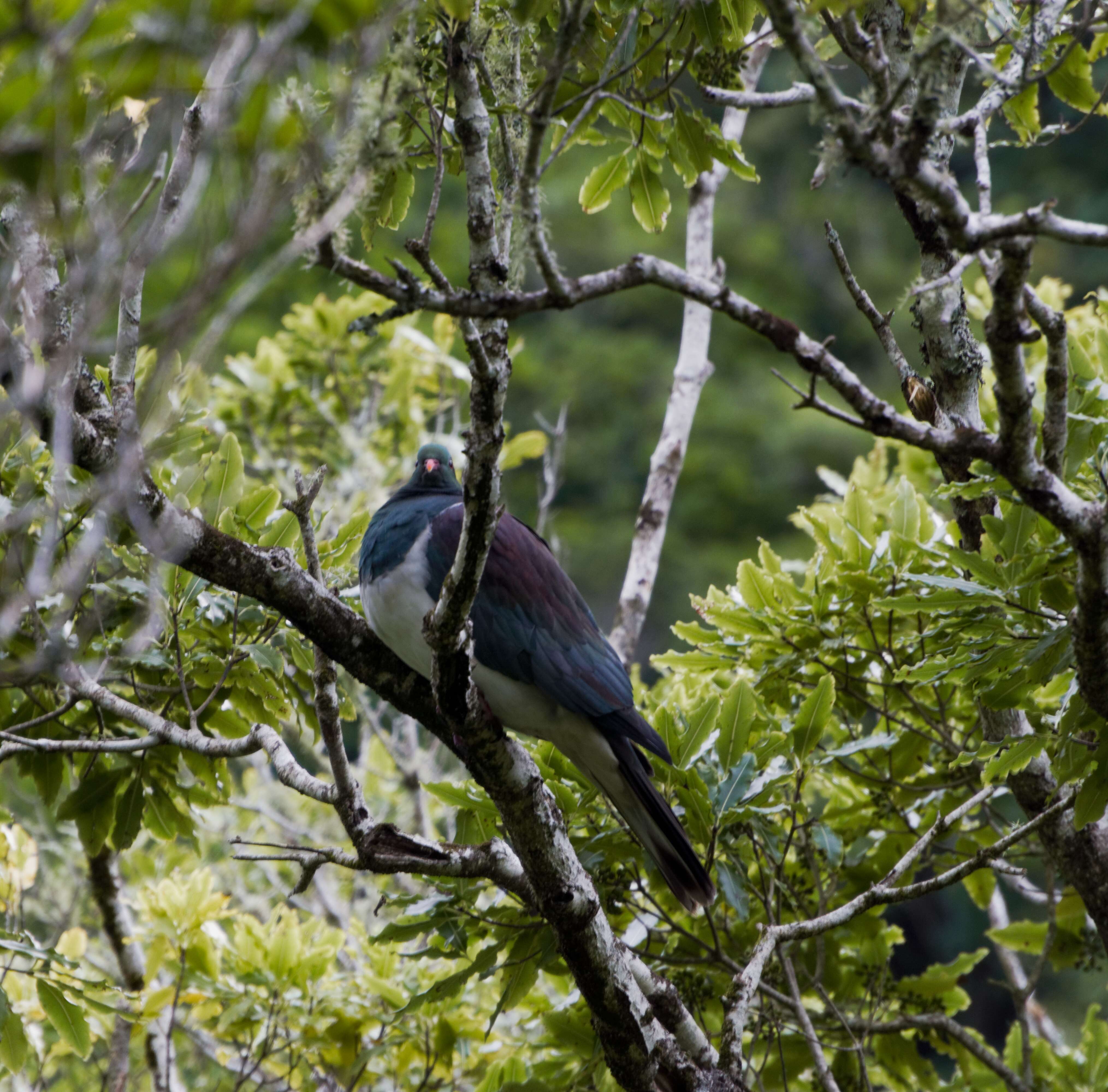 Image of Kererū